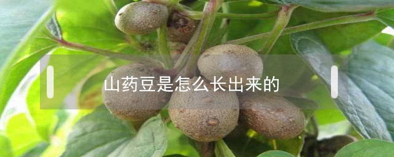 山药豆长在土里还是长在枝上 山药豆长在土里还是长在枝上视频