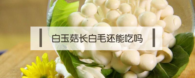 白玉菇长白毛还能吃吗 白玉菇长白色的毛可以吃吗
