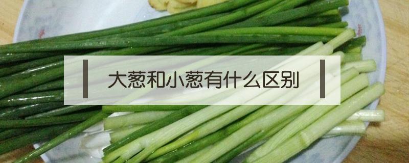 大葱和小葱有什么区别（大葱和小葱有什么区别图片）
