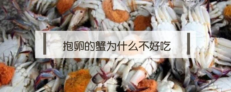 抱卵的蟹为什么不好吃 抱卵梭子蟹好吃吗