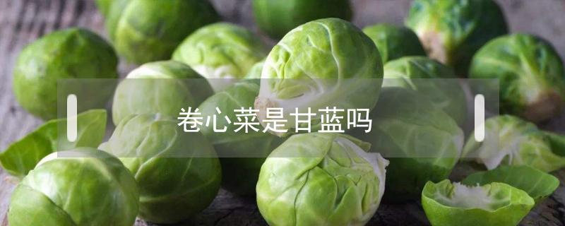 卷心菜是甘蓝吗 卷心菜就是甘蓝菜吗