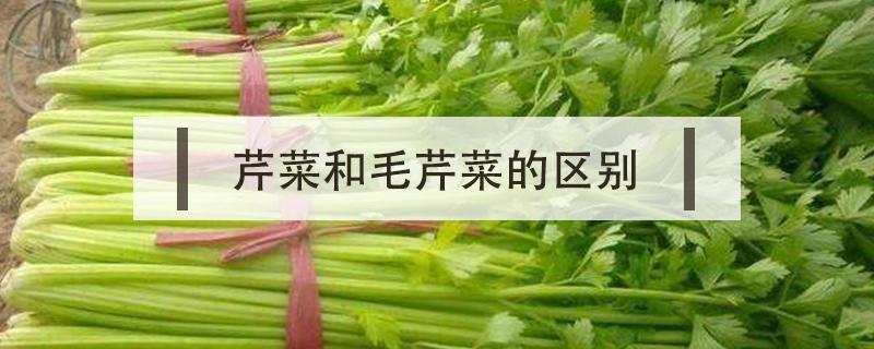 芹菜和毛芹菜的区别 毛芹与芹菜的区别