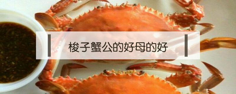 梭子蟹公的好母的好(梭子蟹公的母的哪个好)