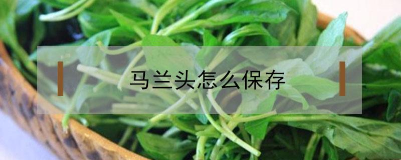 马兰头怎么保存（马兰头怎么保存新鲜）