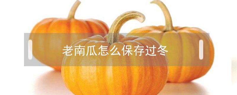 老南瓜怎么保存过冬(老南瓜的保存最佳方法)