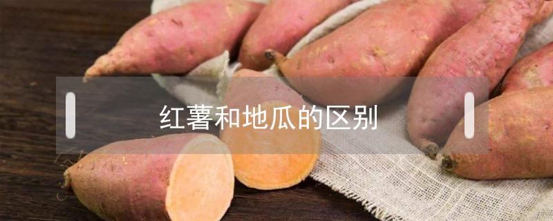 红薯和地瓜的区别（地瓜与红薯区别）
