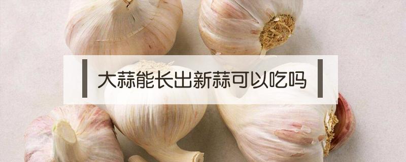 大蒜能长出新蒜可以吃吗（大蒜里面长出来小蒜能吃吗）