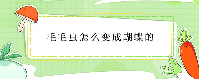 毛毛虫怎么变成蝴蝶的 毛毛虫怎么变成蝴蝶的作文怎么写