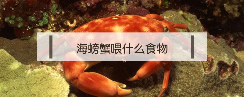 海螃蟹喂什么食物 海里的螃蟹喂什么