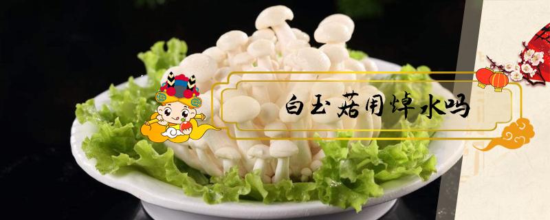 白玉菇用焯水吗（白玉菇不焯水行吗）