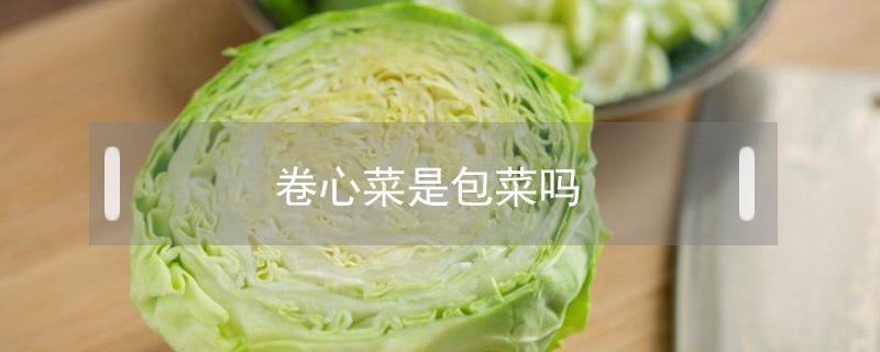 卷心菜是包菜吗 卷心菜和包菜是一种菜吗