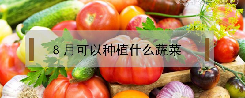 8月可以种植什么蔬菜（8月份可以种植什么蔬菜）