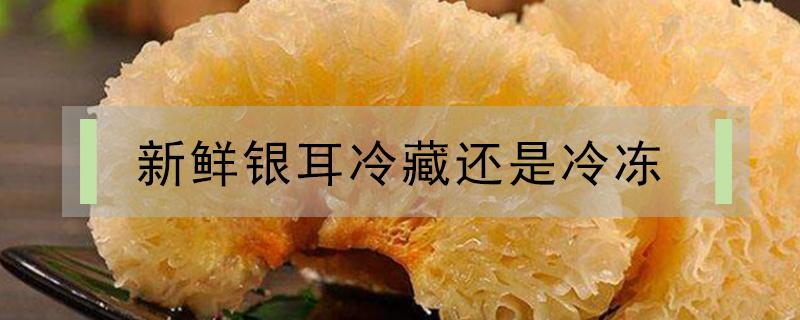 新鲜银耳冷藏还是冷冻(新鲜银耳能冷冻吗)