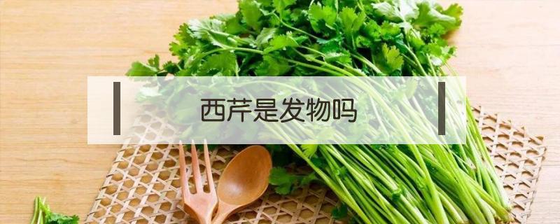 西芹是发物吗（西芹是发物吗?荨麻疹可以吃吗）