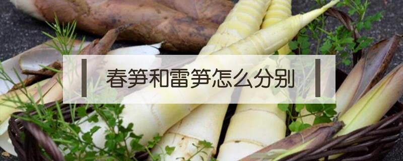 春笋和雷笋怎么分别（春笋冬笋雷笋区别）