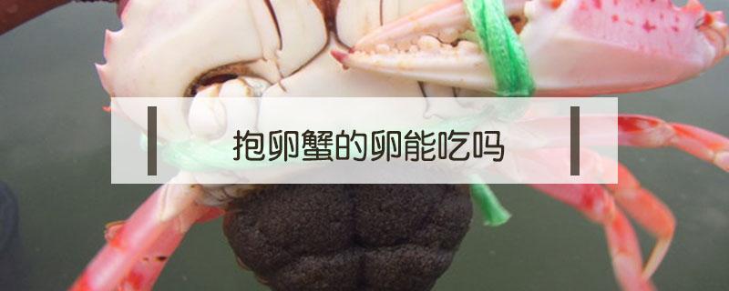 抱卵蟹的卵能吃吗 螃蟹卵怎么吃