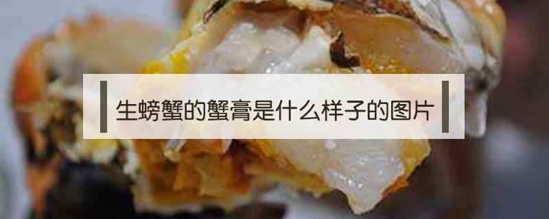 生螃蟹的蟹膏是什么样子的图片 生螃蟹的蟹膏是什么样子的图片大全