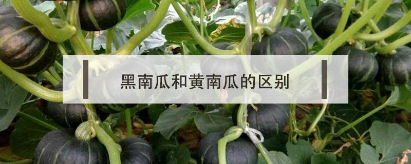 黑南瓜和黄南瓜的区别（白南瓜和黄南瓜的区别）