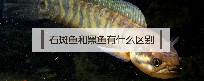 石斑鱼和黑鱼有什么区别 石斑鱼和黑鱼的区别