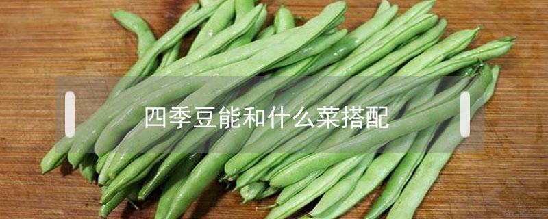 四季豆能和什么菜搭配（四季豆和什么菜相克）