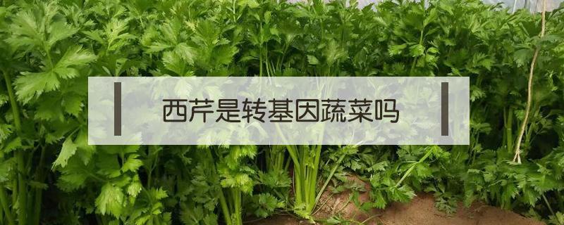 西芹是转基因蔬菜吗 西芹是转基因的吗