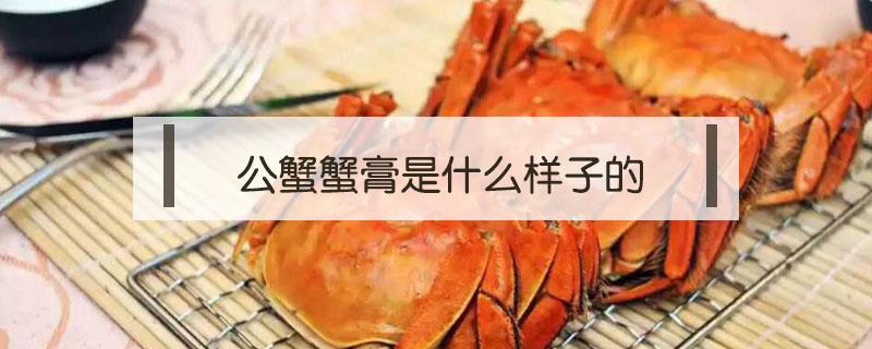 公蟹蟹膏是什么样子的 公蟹的膏是啥