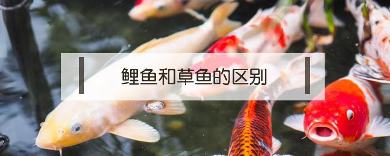 鲤鱼和草鱼的区别 鲤鱼和草鱼的区别图片