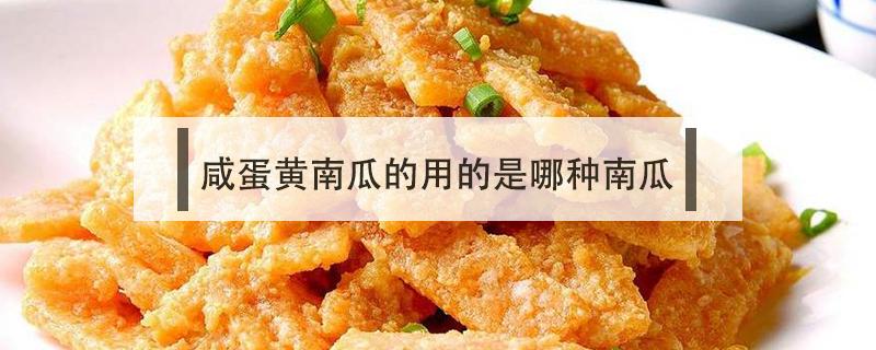 咸蛋黄南瓜的用的是哪种南瓜 咸蛋黄焗南瓜的南瓜是哪种