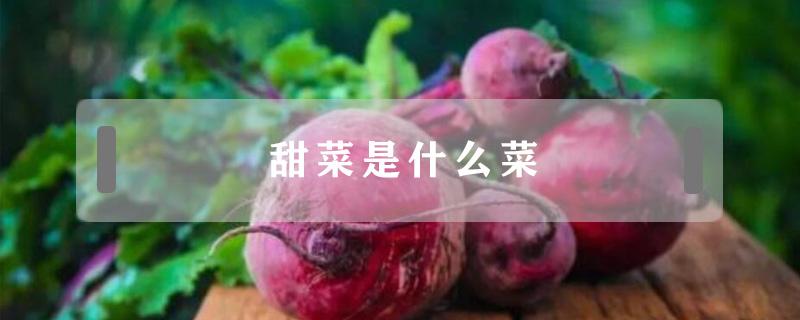 甜菜是什么菜