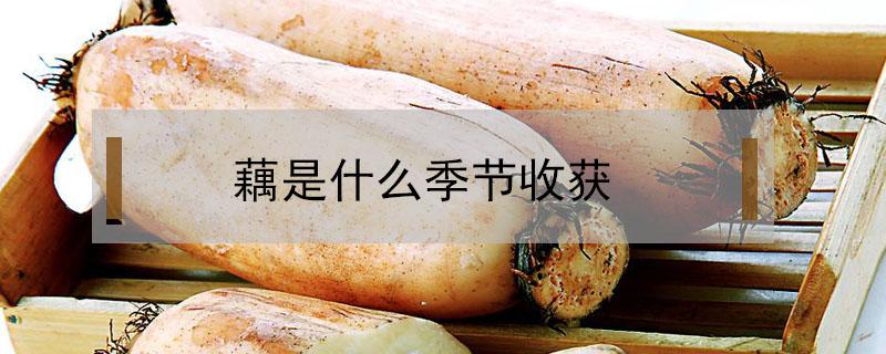 藕是什么季节收获 藕的丰收季节