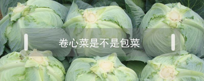 卷心菜是不是包菜 卷心菜是不是包包菜