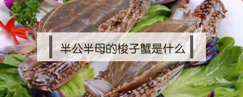 半公半母的梭子蟹是什么（梭子蟹螃蟹公母）