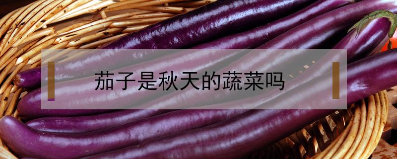 茄子是秋天的蔬菜吗（茄子是冬季蔬菜吗）