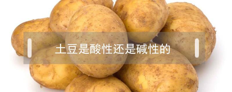 土豆是酸性还是碱性的 土豆是酸性还是碱性的?