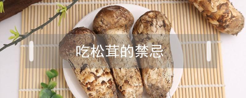吃松茸的禁忌（吃松茸的禁忌哪些食物）
