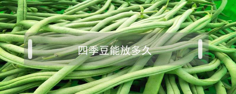 四季豆能放多久（四季豆能放多久 百度网盘）