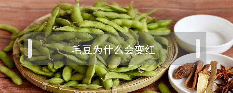 毛豆为什么会变红（毛豆变质的表现）