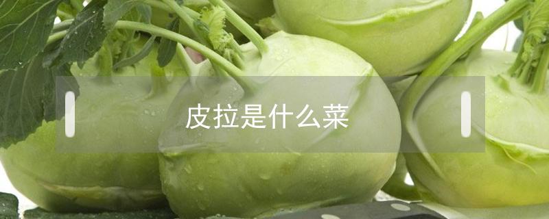 皮拉是什么菜（拉皮儿是什么菜）