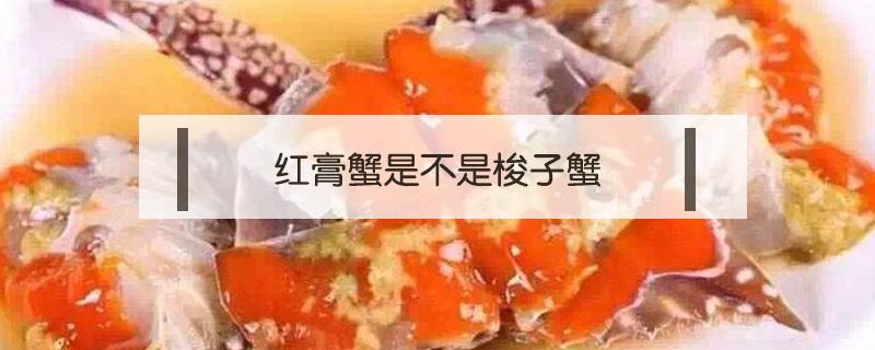 红膏蟹是不是梭子蟹（梭子蟹 红膏蟹 区别）