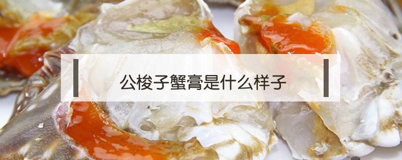 公梭子蟹膏是什么样子（公梭子蟹的膏是什么）