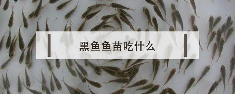 黑鱼鱼苗吃什么 黑鱼苗子吃什么