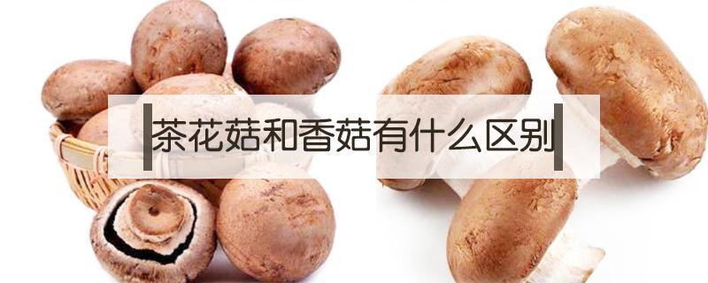 褐菇和香菇的区别是什么 褐菇和香菇哪个好吃