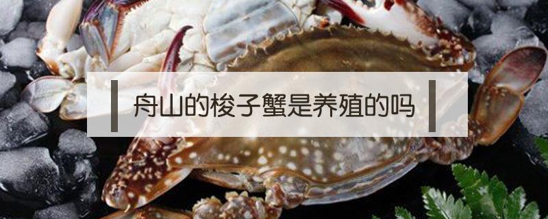 舟山的梭子蟹是养殖的吗 浙江哪里养殖梭子蟹