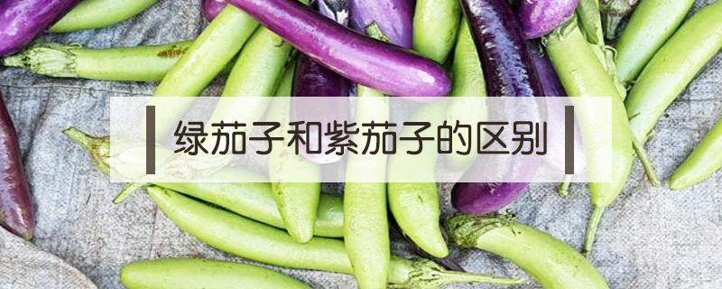 绿茄子和紫茄子的区别（绿色的茄子和紫色的茄子有什么区别）