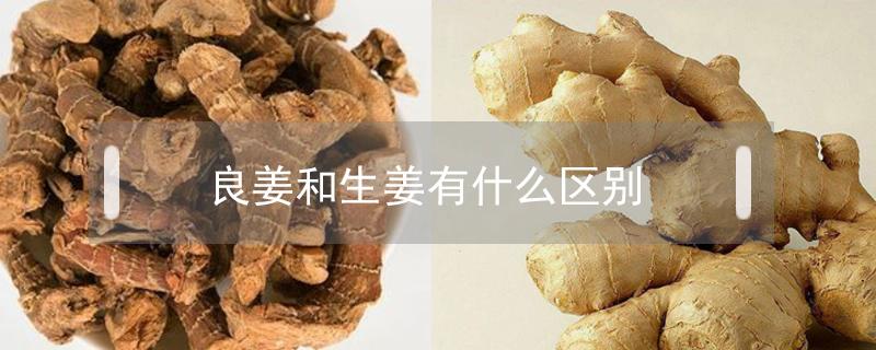 良姜和生姜有什么区别 良姜和生姜的区别