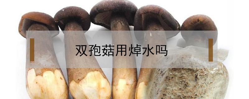 双孢菇用焯水吗