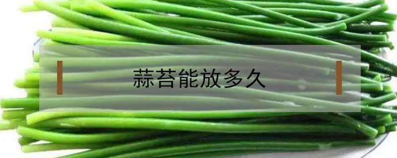 蒜苔能放多久（蒜苔能放多久 需要放冰箱吗）