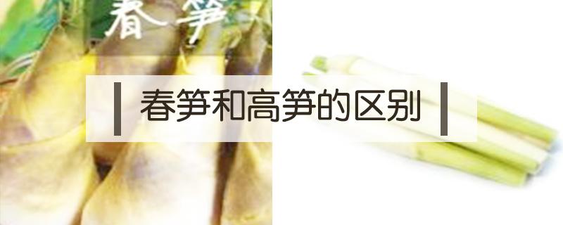 春笋和高笋的区别 春笋与竹笋的区别