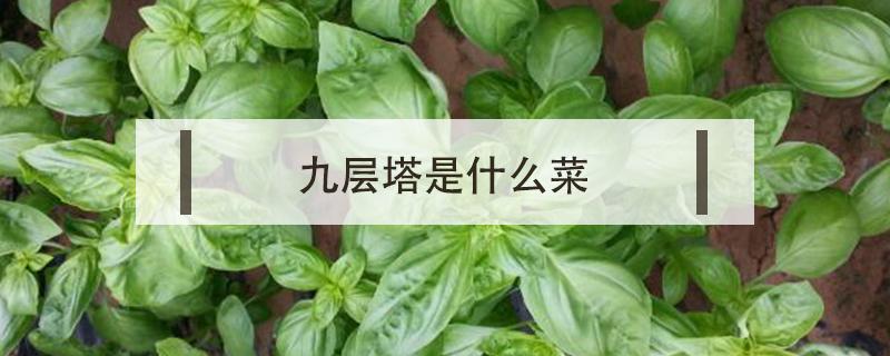 九层塔是什么菜 泰国九层塔是什么菜