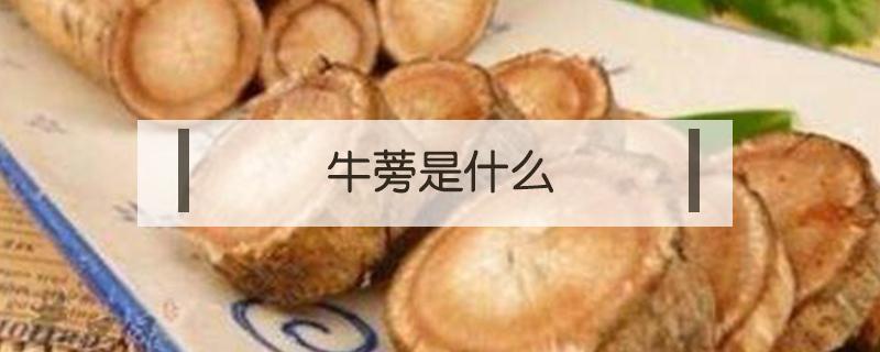 牛蒡是什么 牛蒡是什么东西